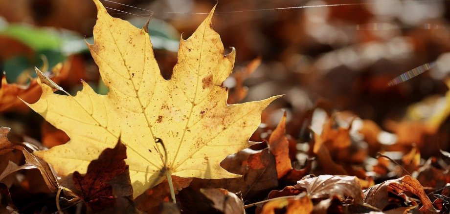 Herbstlaub liegt auf dem Boden.